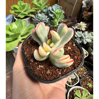 Sen Đá Sỏi Cầu Vồng Lá Dài Var Cotyledon Orbiculata Long Lead Variegated