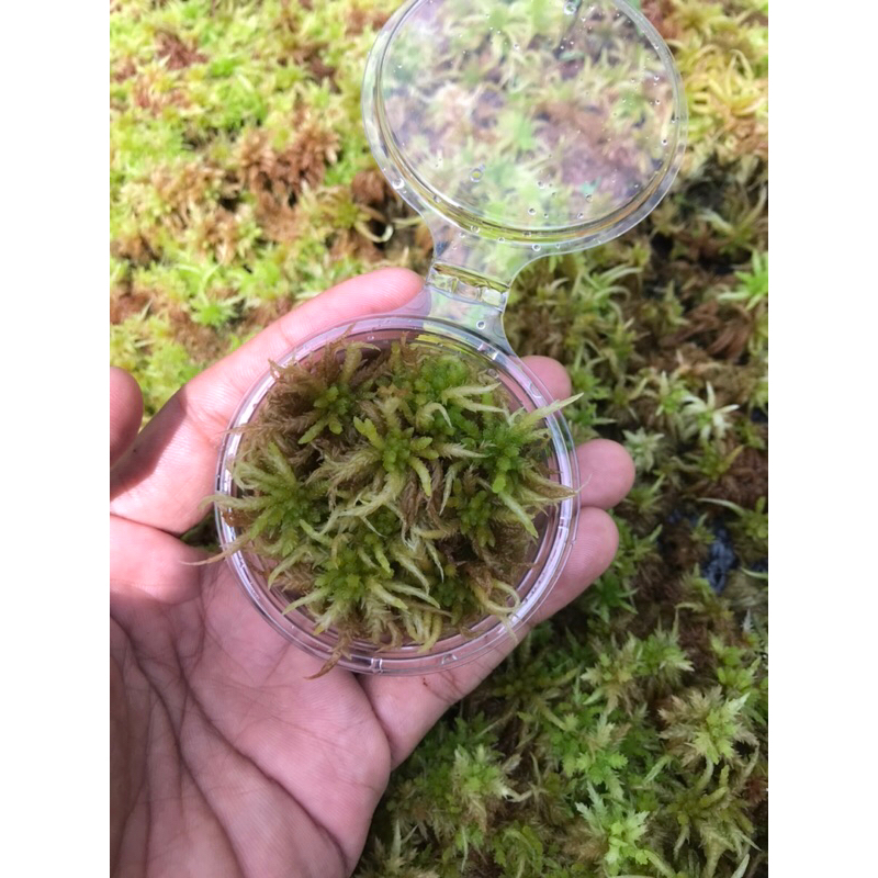 Hộp sphagnum cỡ lớn 6x6