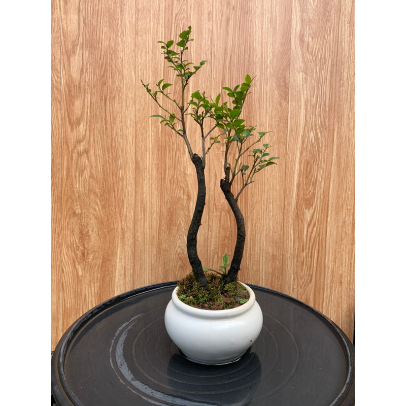 Cây tùng đen mini để bàn