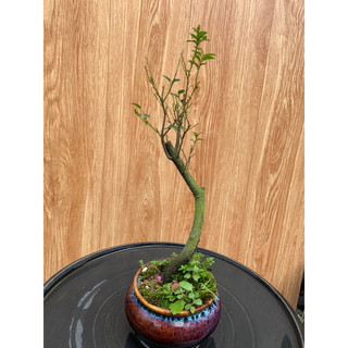 Cây tùng đen mini để bàn