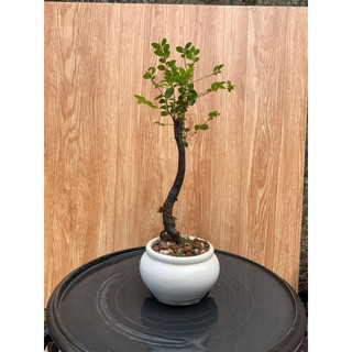 Cây tùng đen mini để bàn