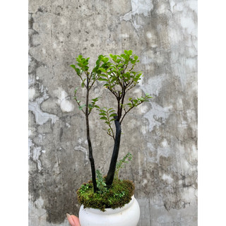 cây tùng đen mini để bàn
