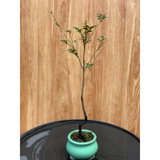cây tùng đen mini để bàn