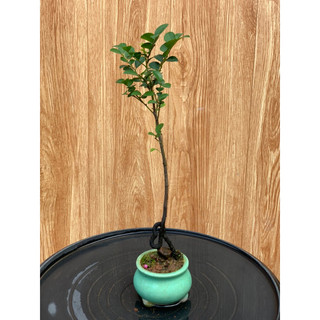 Cây tùng đen mini để bàn