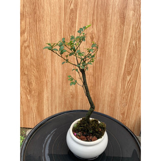 Cây tùng đen mini để bàn