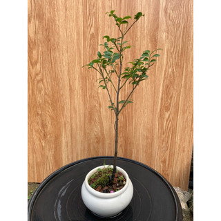 Cây tùng đen mini để bàn