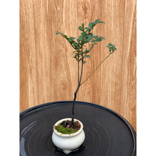 Cây tùng đen mini để bàn