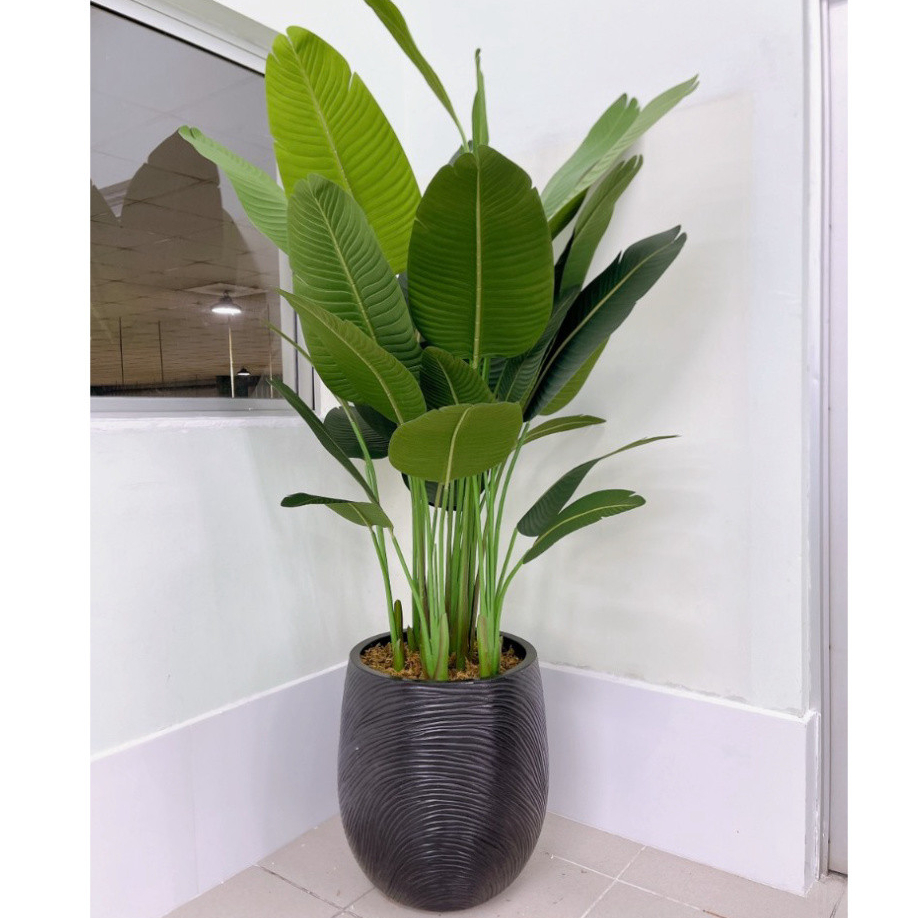 Cây chuối rẻ quạt giả 1 cụm 3 thân, cao 120cm, 160cm, 180cm