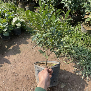 Cây LAN TIÊU (Hàm Tiếu Trắng), cao 40-50cm tán lá xum xuê [sp27]