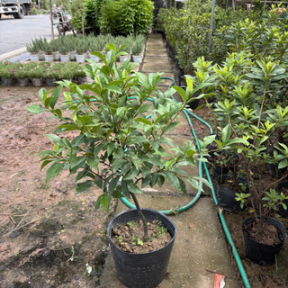 Cây LAN TIÊU (Hàm Tiếu Trắng), cao 40-50cm tán lá xum xuê [sp27]