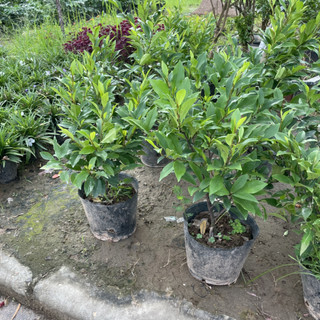 Cây LAN TIÊU (Hàm Tiếu Trắng), cao 40-50cm tán lá xum xuê [sp27]