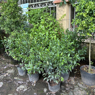 Cây LAN TIÊU (Hàm Tiếu Trắng), cao 40-50cm tán lá xum xuê [sp27]