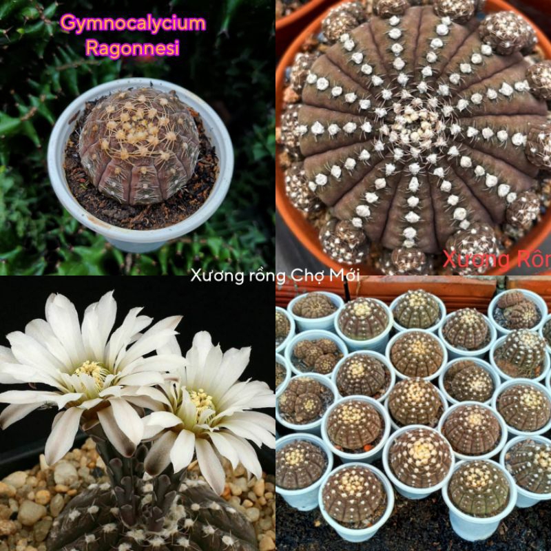 XƯƠNG RỒNG Gymnocalycium Ragonnesi gieo hạt Size 3cm🌵