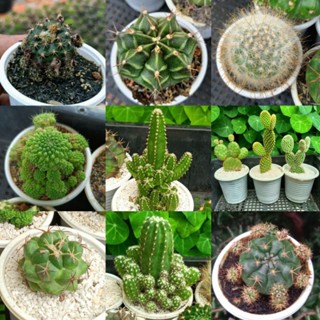 XƯƠNG RỒNG COMBO 9 CHẬU XƯƠNG RỒNG 9 LOẠI NHƯ HÌNH GIÁ 108K CHO 9 CÂY