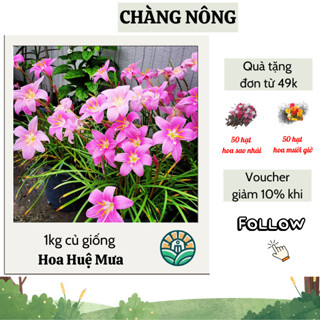 1kg củ giống hoa huệ mưa tóc tiên hồng khủng (120 - 130 củ) - bảo hành mặt hoa