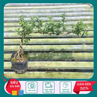Cây Bạch Tuyết Mai Bonsai Dáng Bay - Cây cảnh trang trí - STCX86