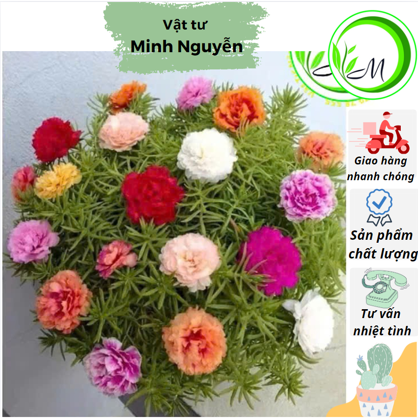 Hạt giống hoa mười giờ mix màu