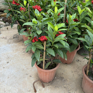 Cây MẪU ĐƠN TA cao 60cm