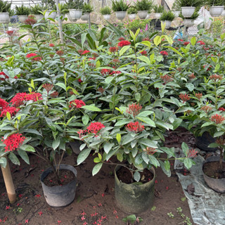 Cây MẪU ĐƠN TA cao 60cm
