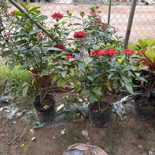 Cây MẪU ĐƠN TA cao 60cm
