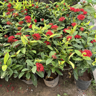 Cây MẪU ĐƠN TA cao 60cm