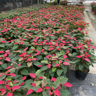 Cây hoa TRẠNG NGUYÊN ta 50~60cm (Chỉ giao miền Bắc+Bắc miền Trung) [sp13]