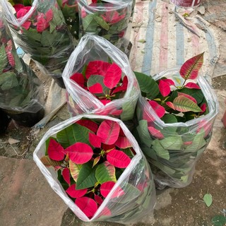 Cây hoa TRẠNG NGUYÊN ta 50~60cm (Chỉ giao miền Bắc+Bắc miền Trung) [sp13]