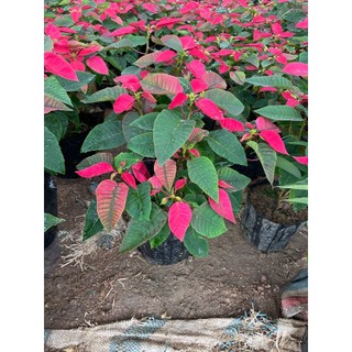 Cây hoa TRẠNG NGUYÊN ta 50~60cm (Chỉ giao miền Bắc+Bắc miền Trung) [sp13]