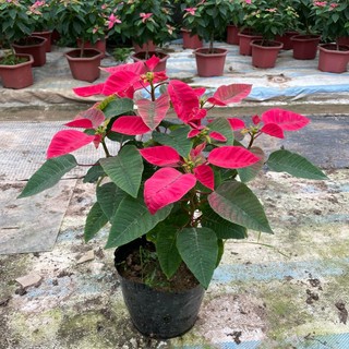 Cây hoa TRẠNG NGUYÊN ta 50~60cm (Chỉ giao miền Bắc+Bắc miền Trung) [sp13]