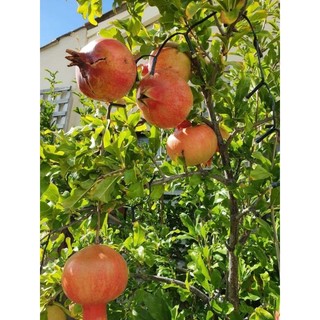 Cây 🌲 Lựu thái đỏ....... đang trái
