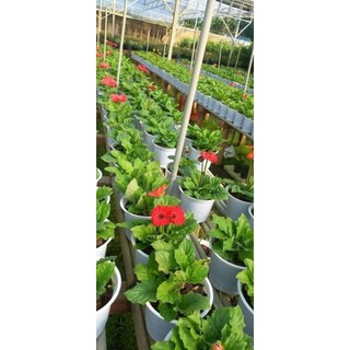 Cây 🌲 Đồng Tiên lùn ( đang hoa)