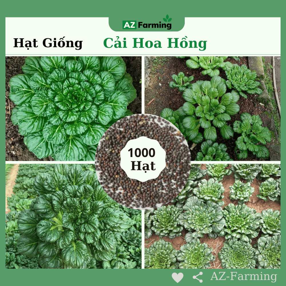Hạt Giống Cải Hoa Hồng - Gói 1000 Hạt - AZ Farming