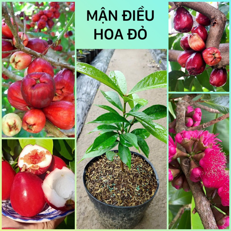 Cây giống Mận Điều hoa đỏ (cao 40-60cm) bầu rễ to khỏe ổn định