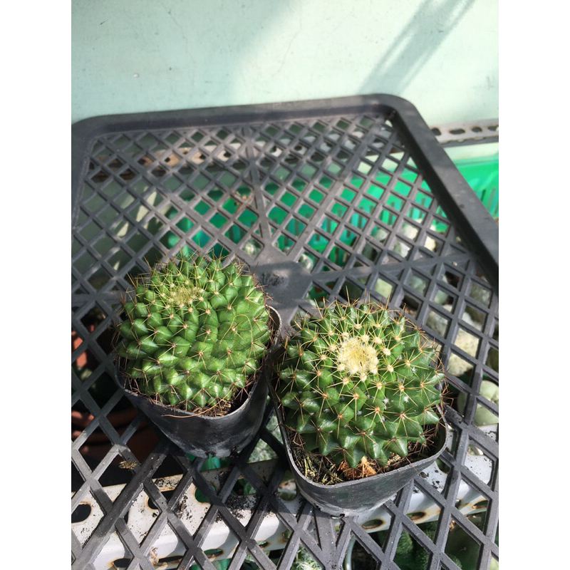 XƯƠNG RỒNG MAMI GAI VÀNG TO