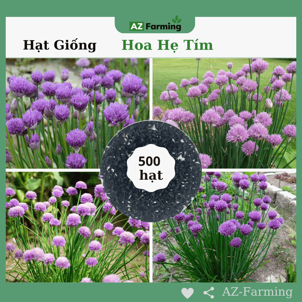 Hạt Giống Hoa Hẹ Tím - Gói 500 Hạt - AZ Farming