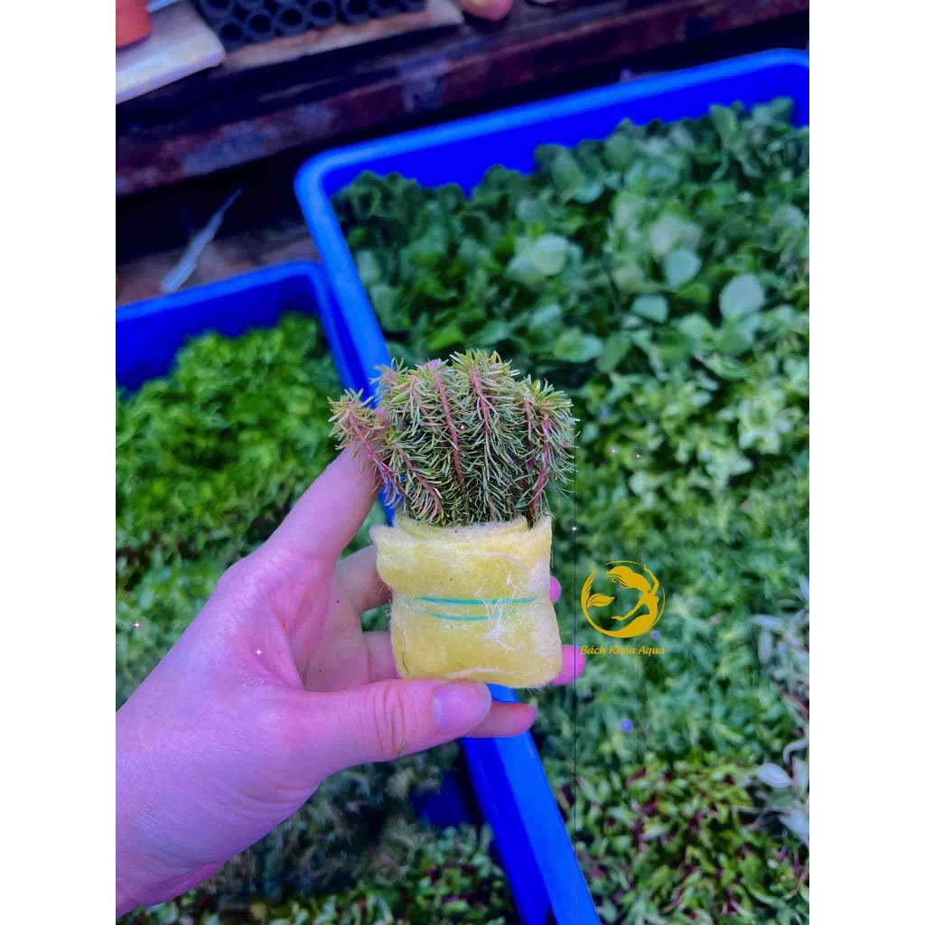 Cây cắt cắm - Luân Thảo Đỏ
