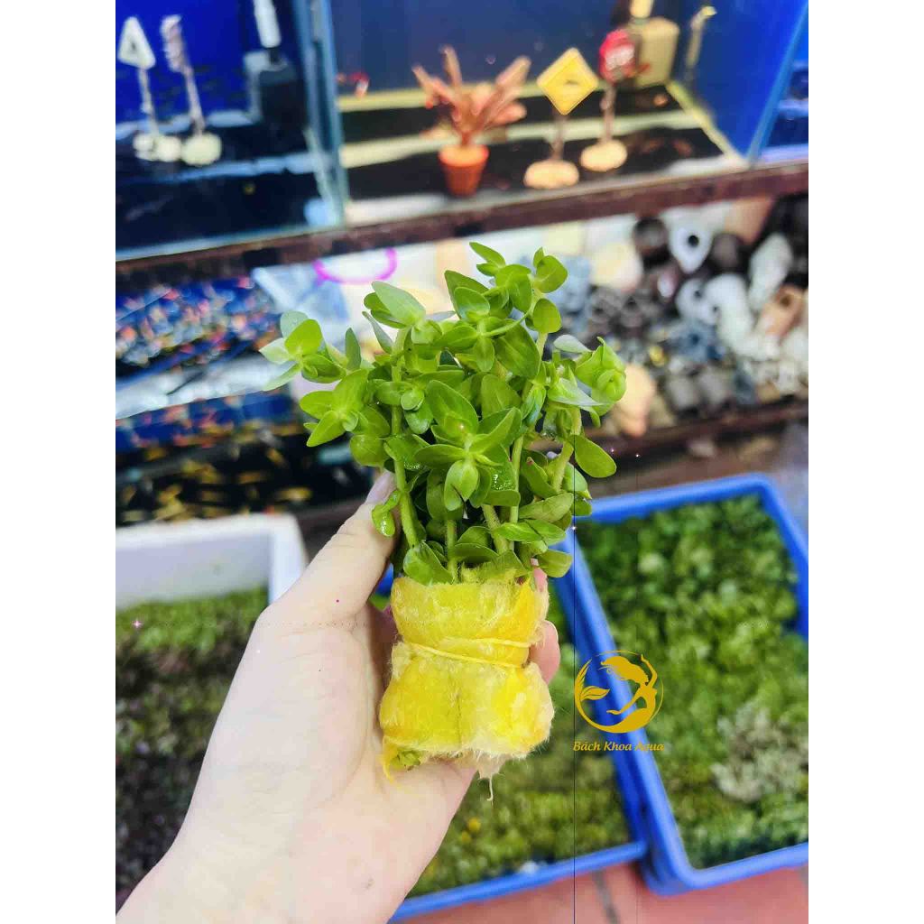 Cây cắt cắm - Lệ Nhi
