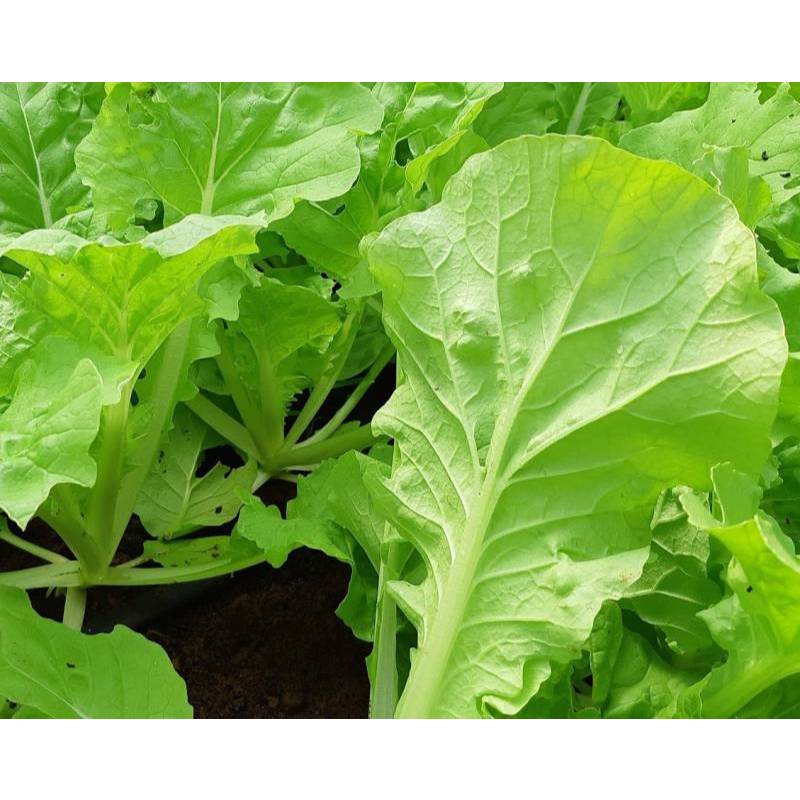 1KG Hạt Giống Cải Bẹ Dún (| W1*X45)