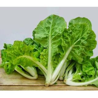 1KG Hạt Giống Cải Bẹ Dún (| W1*X45)