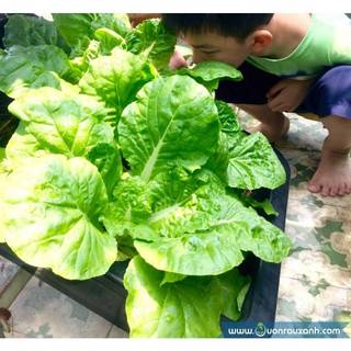 1KG Hạt Giống Cải Bẹ Dún (| W1*X45)
