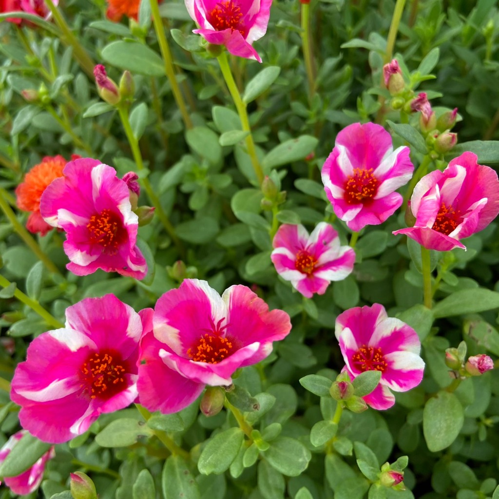 Cành Giống Hoa Sam Đơn 160 Hoa Mười Giờ Sam Thái Đơn Dạng Sọc Hoa Mười Giờ Bonsai & Phụ Kiện