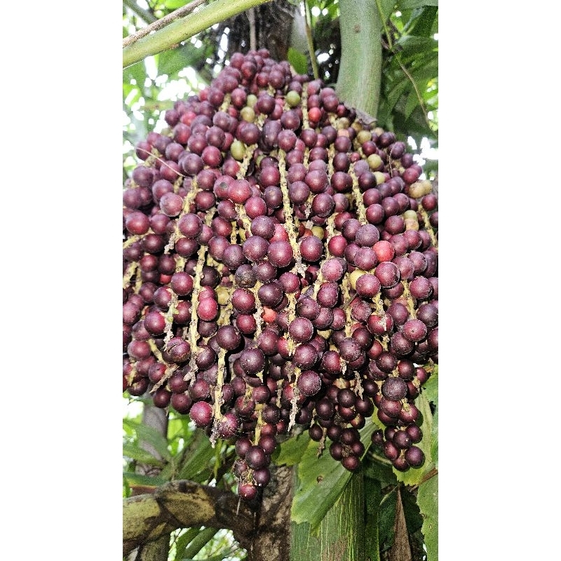 1kg trái đủng đỉnh khô giá rẻ