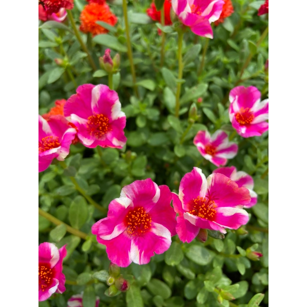 Cành Giống Hoa Sam Đơn 160 Hoa Mười Giờ Sam Sọc Siêu thị KM