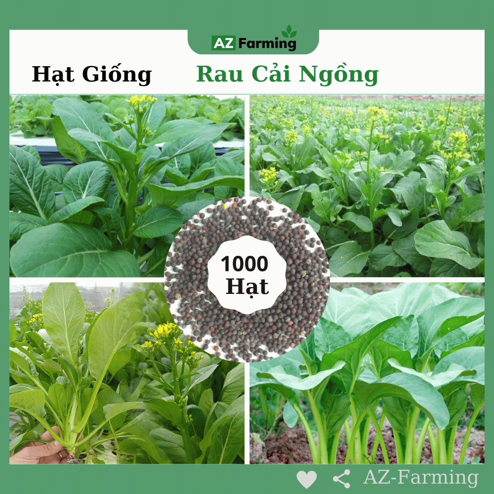 Hạt Giống Cải Ngồng - Gói 1000 Hạt - AZ Farming