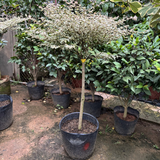 Cây BÀNG CẨM THẠCH Nhật Bản, cây 70cm bầu chắc khỏe lá xum-83-88