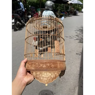 LỒNG Đục laze dành cho Khuyên, Phóng, Quế Lâm, Yến, Choè đất, Tiểu mi
