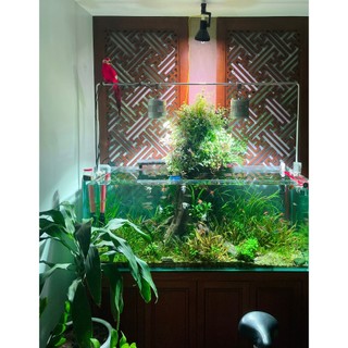 CỐT NỀN TROPICA SUBSTRATE 5LIT (6KG) cung cấp đầy đủ dinh dưỡng cho bể thủy sinh, cá cảnh
