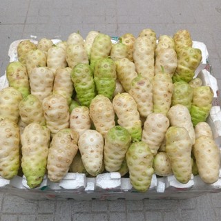 5kg Trái  Nhàu  tươi.quả nhào