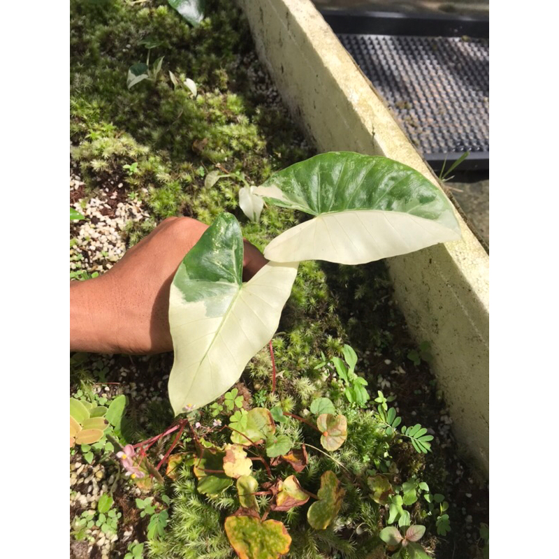 Ráy Alocasia Macrorrhizos var như ảnh