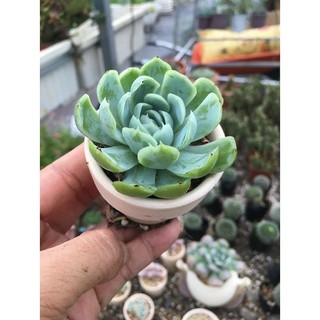  CHẬU GỐM TRẮNG ĐẤT NUNG SEN ĐÁ MINI SIÊU CUTE & TAO NHÃ # CÓ NHIỀU MẪU NHƯ HÌNH ĐỂ LỰA CHỌN 